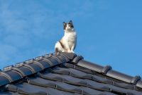 cara mengusir kucing agar tidak datang ke rumah