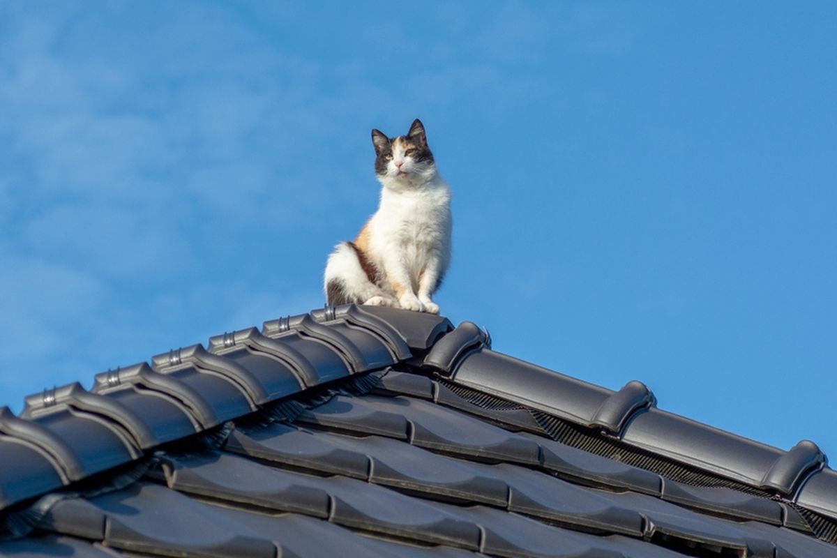 cara mengusir kucing agar tidak datang ke rumah